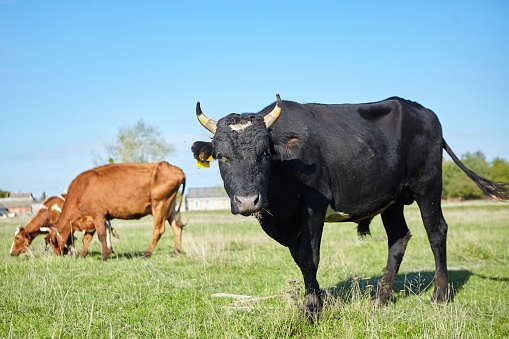 Texas Longhorn cattle in a green pasture on a sunny spring day, Indiana, USA