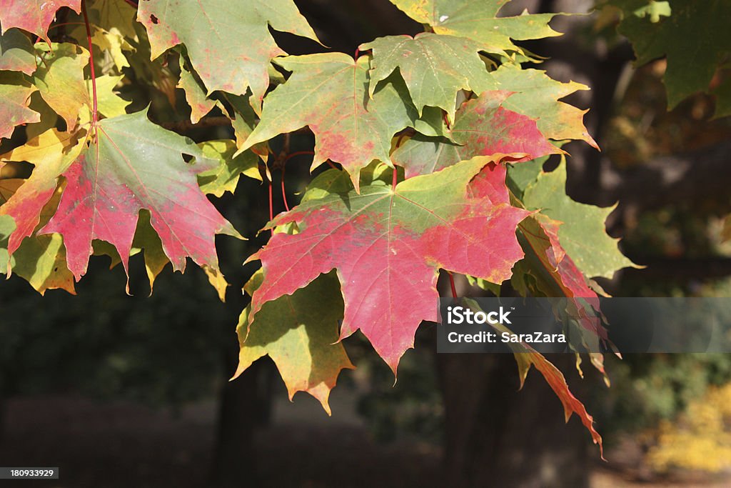Autumn leaves Maple leaves Autumn Stock Photo