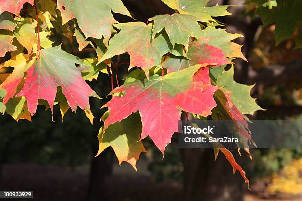 Autumn Leaves Stock Photo - Download Image Now - Autumn, Backgrounds, Blue