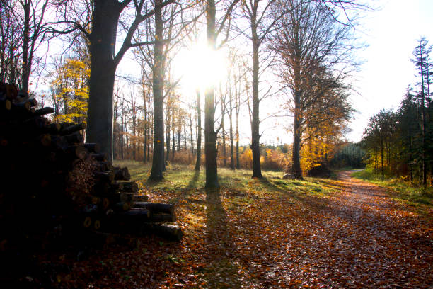 istock Sun on the way out of the forest 1809341238