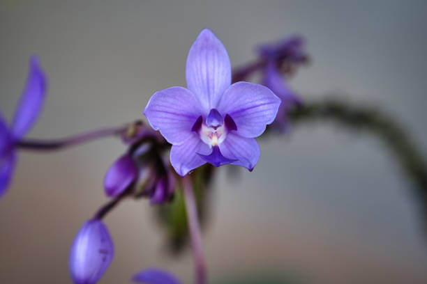 Spathoglottis plicata, commonly known as the Philippine ground orchid, or large purple orchid is an evergreen