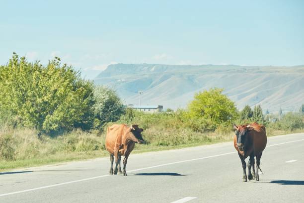 istock Cows are walking along the road. Free-range animals. 1809344486