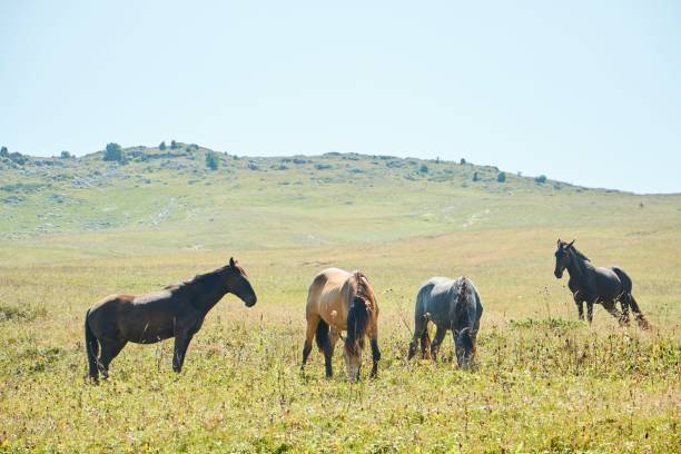 horses grazing in a wild field. mountainous terrain. animals in the wild. - horse herd togetherness connection imagens e fotografias de stock