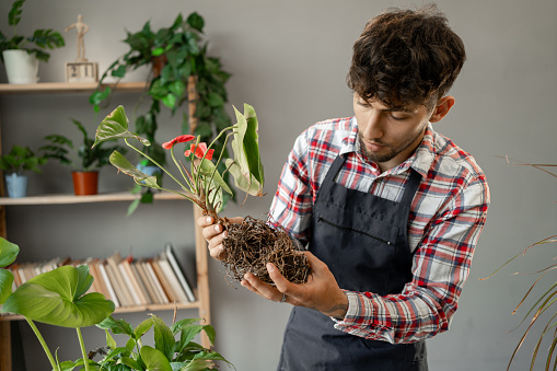 Florist arabic man holding plant root while transplanting the houseplant and working in a home garden. Gardening and people concept. Copy space