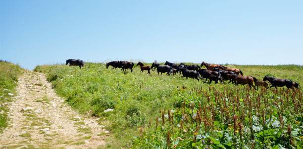 horses grazing in a wild field. mountainous terrain. animals in the wild. - horse herd togetherness connection imagens e fotografias de stock