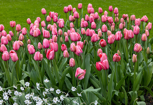 pink tulips blooming in a garden on a background of green grass