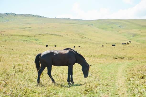 a horse is grazing in the forest. mountainous terrain. animals in the wild. - horse herd togetherness connection imagens e fotografias de stock