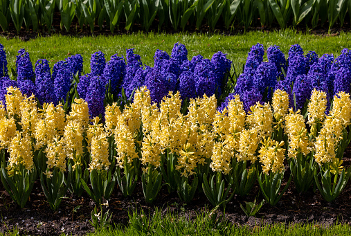 yellow and blue hyacinths blooming in a garden