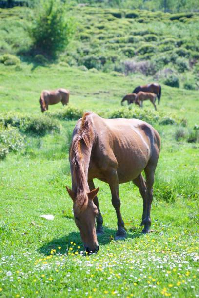 istock Several young beautiful horses graze on a beautiful landscape and eat green grass. 1809353327