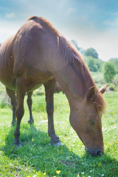 a young beautiful horse grazes on a beautiful landscape and eats green grass. - horse herd togetherness connection imagens e fotografias de stock