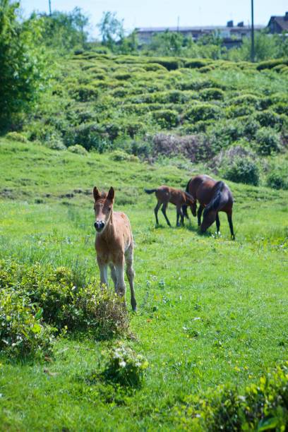 several young beautiful horses graze on a beautiful landscape and eat green grass. - horse herd togetherness connection imagens e fotografias de stock