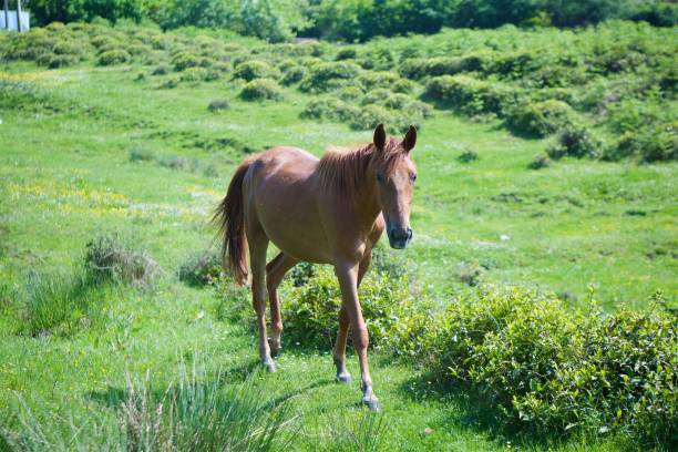 a young beautiful horse grazes on a beautiful landscape and eats green grass. - horse herd togetherness connection imagens e fotografias de stock