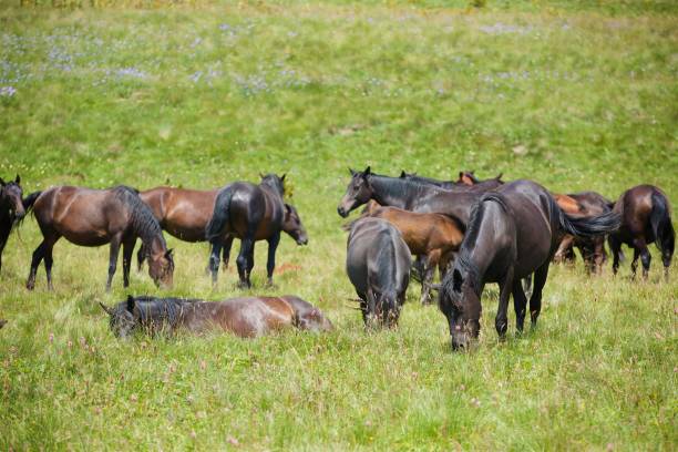 horses grazing in a wild field. mountainous terrain. animals in the wild. - horse herd togetherness connection imagens e fotografias de stock