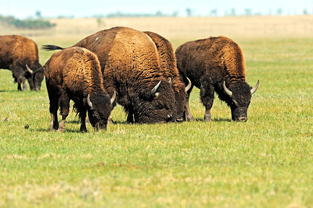 istock Bison in the southern plains 180935656