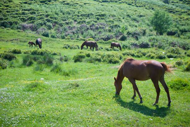 istock Several young beautiful horses graze on a beautiful landscape and eat green grass. 1809360237