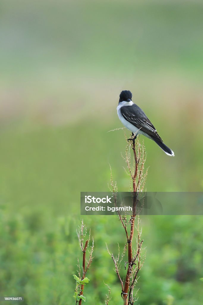 Suiriri-valente (tyrannus tyrannus) - Foto de stock de Animal royalty-free