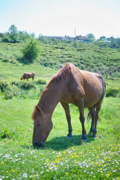 several young beautiful horses graze on a beautiful landscape and eat green grass. - horse herd togetherness connection imagens e fotografias de stock