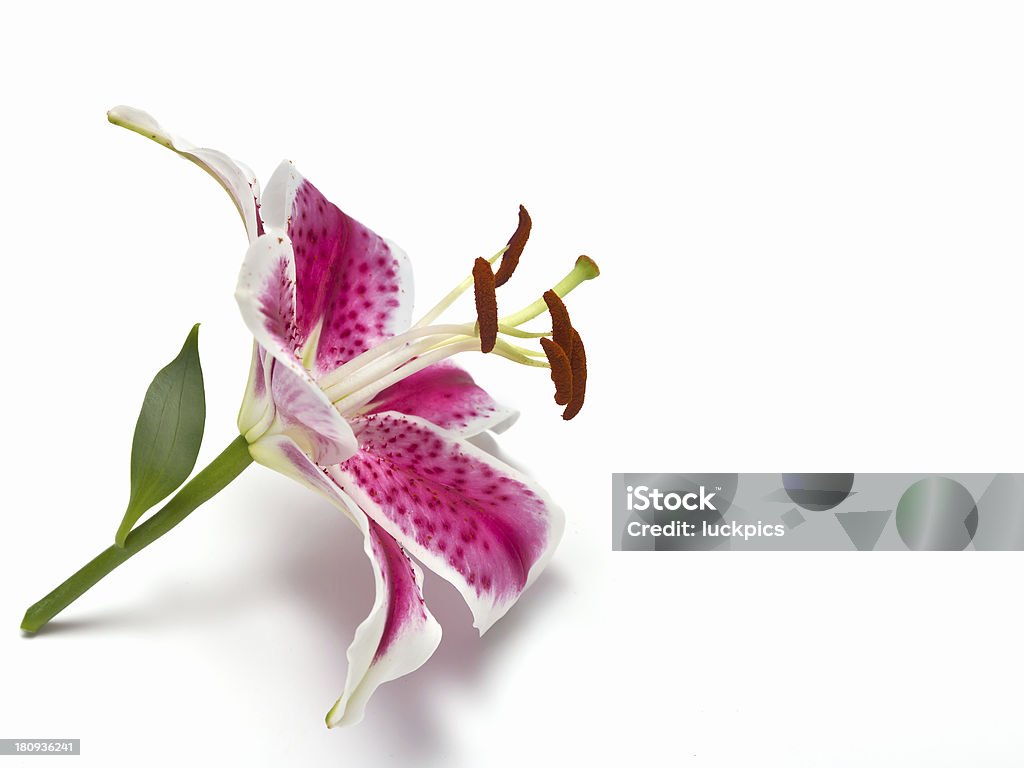 Lily fleur isolé sur fond blanc - Photo de Amour libre de droits