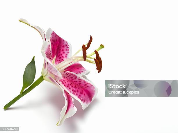 Photo libre de droit de Lily Fleur Isolé Sur Fond Blanc banque d'images et plus d'images libres de droit de Amour - Amour, Beauté de la nature, Botanique