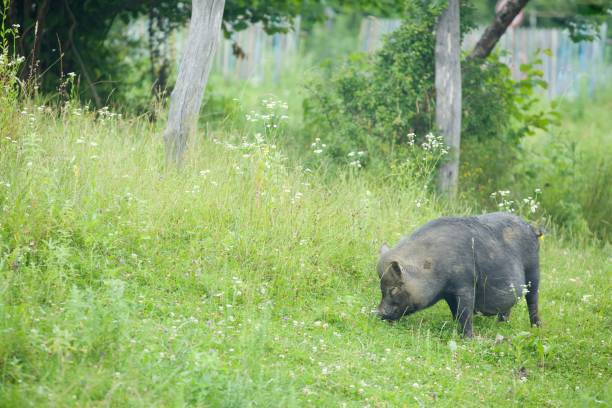 istock A spotted pig walks on the lawn and eats grass. Pets on free grazing 1809362489