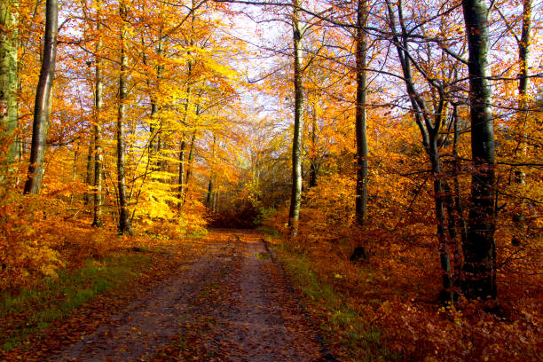 istock The shades of the forest 1809363531