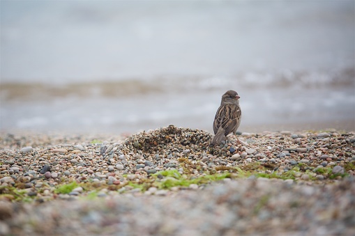 Little bird Sparrow sitting on the sea rocks on the sea shore
