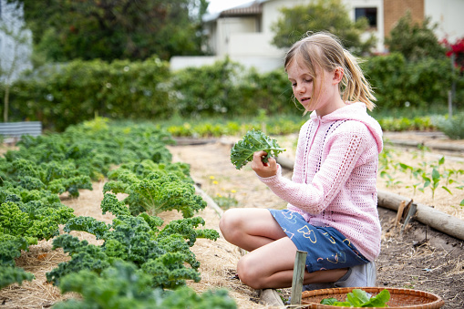 A little girl picks fresh kale and vegetables from the garden. Learning about healthy eating and a sustainable lifestyle.