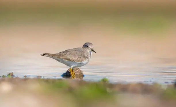 Temminck`s Stint (Calidris temminckii) is a wetland bird that lives in the northern parts of the European and Asian continents. It feeds in swampy areas.