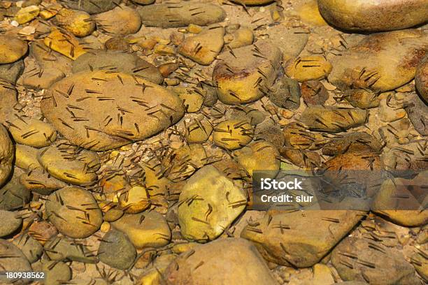 Foto de Jovem Peixes Na Água Do Riopeces Ri O e mais fotos de stock de Amarelo - Amarelo, Animal, Barbatana caudal