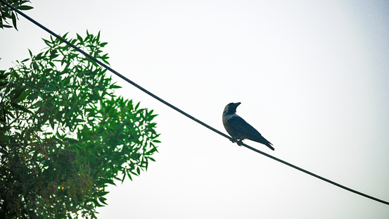 A lonely crow sitting on a wire Beautiful Morning Landscape Photography
