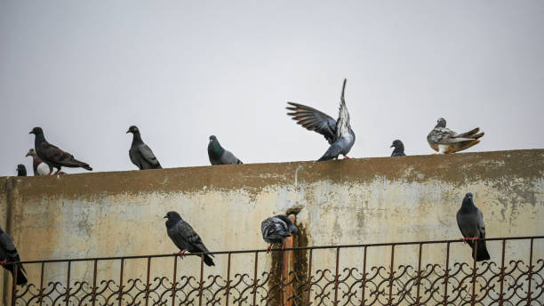 istock A Large flock of pigeons Resting Together 1809398970