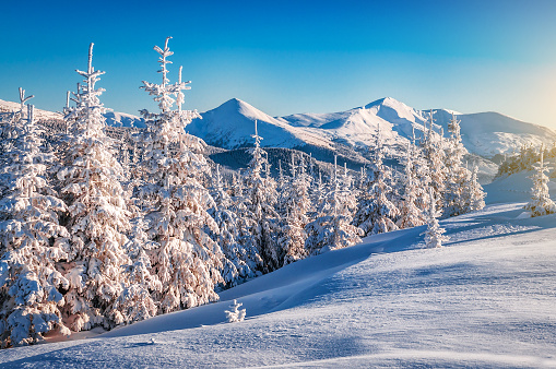 Beautiful winter landscape in Carpathian mountains with snowy firs in sunny day
