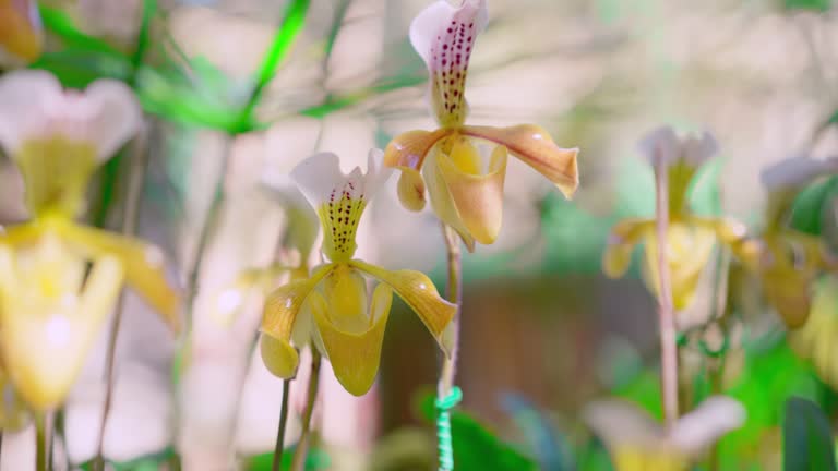 Close up shot of beautiful Phragmipedium Orchids flowers cultivated in a botanical garden in Northern Thailand for blossom conservation. Ecosystem of botanical garden containing wildflowers.