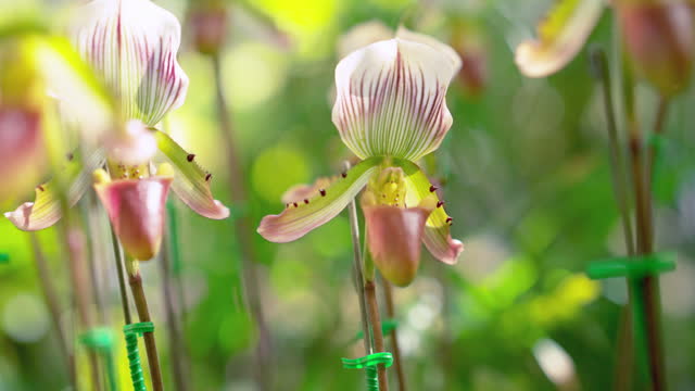 Close up shot of wild pitcher plant flowers cultivated with softness and care in a botanical garden for conservation in Northern Thailand. Tranquil scene of the garden with flowers for observing a beauty of nature.