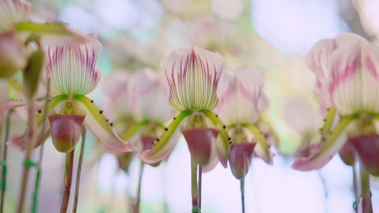 Close up scenic view of beautiful white-pink pitcher plant flowers cultivated in wilderness area in Northern of Thailand for blossom conservation. Ecosystem of Nepentes flowers garden during summer.