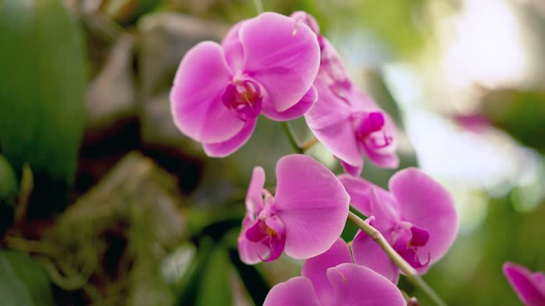 Close up shot of beautiful purple Dendrobium orchid flower attached to a big tree in a botanical garden. Tourist attraction place for blossoms observation with conservation and nature tourism.