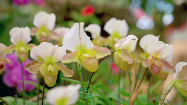 Close up shot of beautiful white pitcher plane flowers planted in a botanical garden for blossom conservation in Northern Thailand. Beautiful scenic of wildflowers for biological study and conservation.