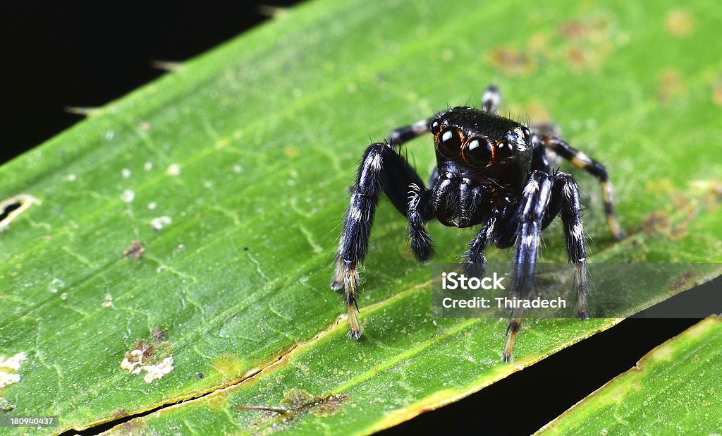 Spiders - Photo de Activité libre de droits