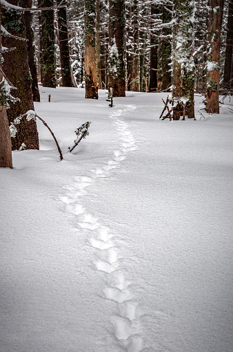 Wild animal footprints in the snow in the winter pine forest