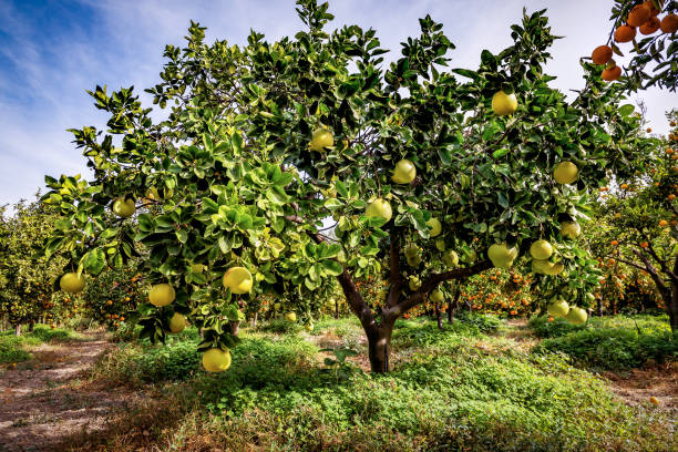 istock Ripe pomelo fruit on the tree in organic garden 1809412526
