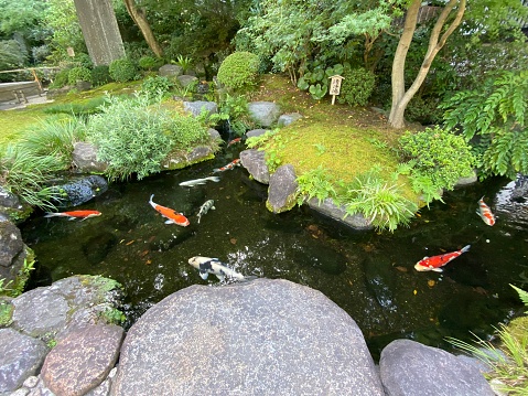 fish swimming in the garden pond
