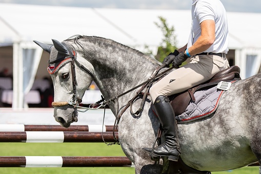 Portrait of a show jumping horse, galloping between two jump. Jumps seen in the background. Canon Eos 1D MarkIII.