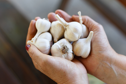 Woman's holding garlic in the arms