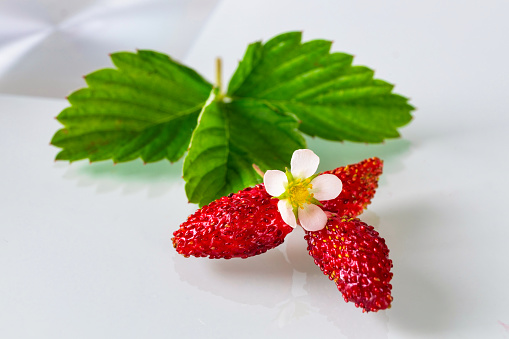 POV of handful of wild strawberries on woman's palm