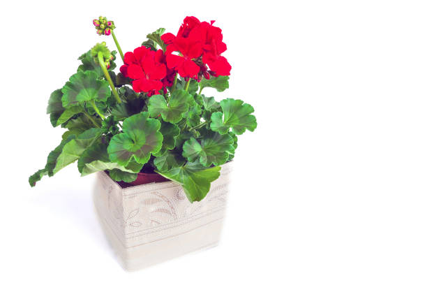 istock Flower geranium in a pot isolated on a white background 1809426851