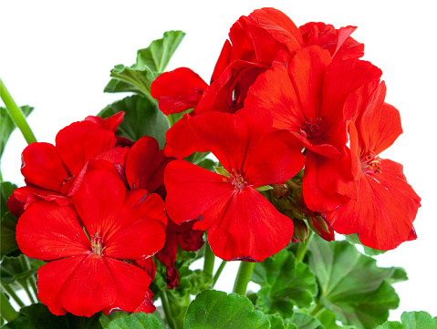 flowers geranium red flowers isolated on a white background close-up