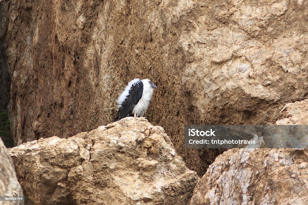 Flauschige Juvenile Truthahngeier - Lizenzfrei Aas Stock-Foto