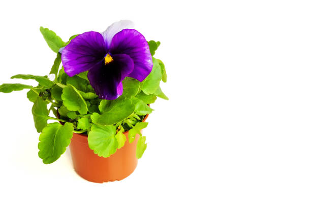 istock flower orphan in a pot on a white background 1809429166