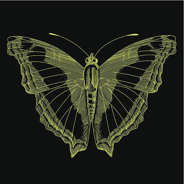Vector illustration of Butterfly Design