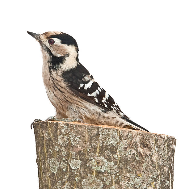 istock small woodpecker, female 180942970